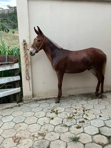 Lindo burro disponível para venda! ?