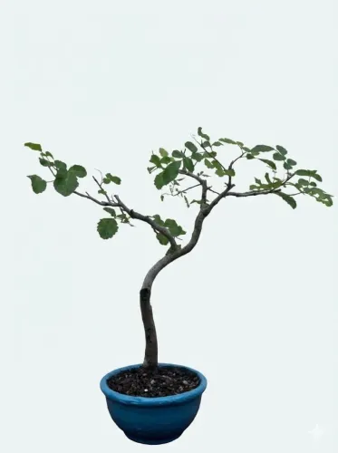 Bonsai de Aroeira