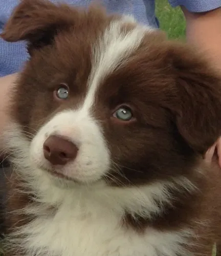 Border collie fêmea marrom 