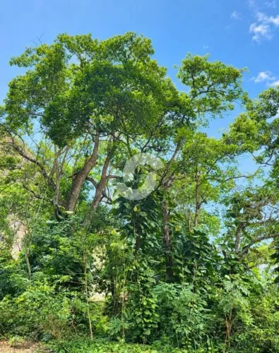 Terreno em Itacoatiara com vista para o costão de Itacoatiara