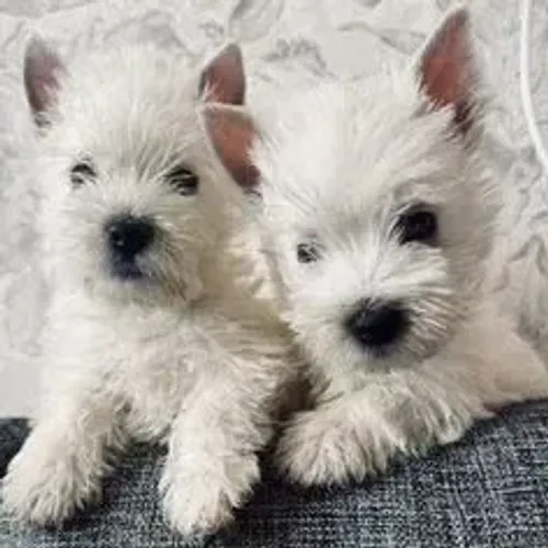 West Terrier Branco Super Fofo