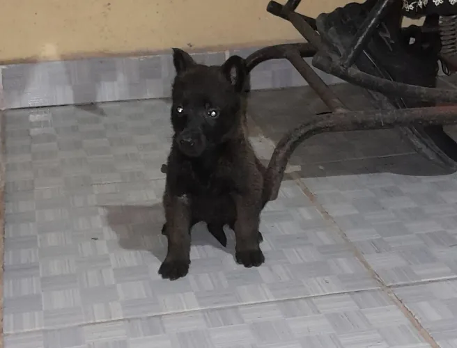 Filhote Pastor belga malinois preta fêmea 42 dias