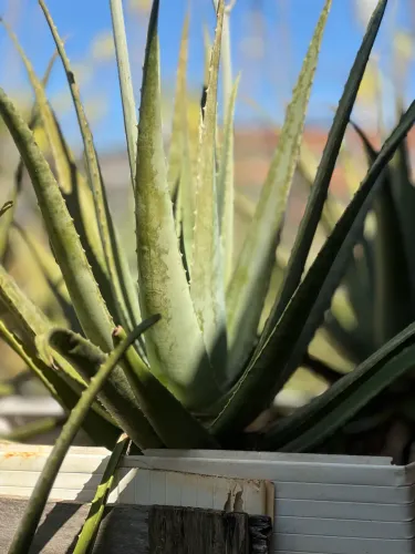 Babosa Orgânica (Aloe Vera) por Kg | Direto do Produtor