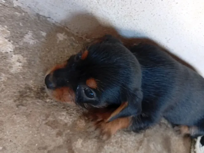 Cachorro yorkshire 