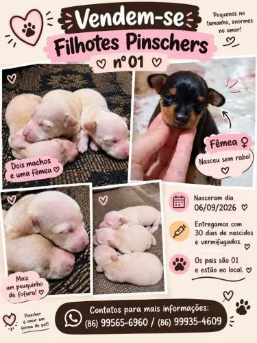 Vendem-se filhotes pinschers 01