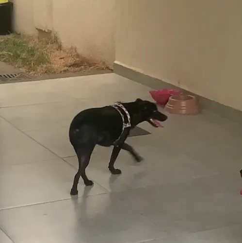 DOAÇÃO DE CACHORRO URGENTE