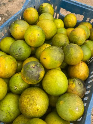 Caixas de Laranja Pera-mel