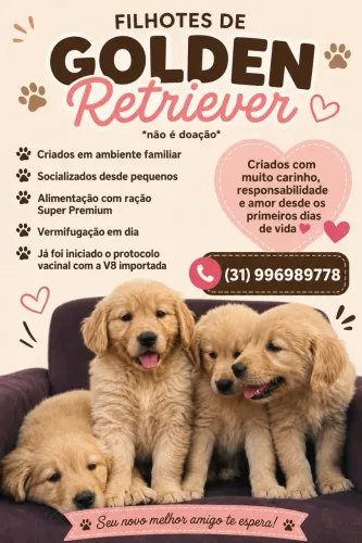 Filhotes de Golden Retriever