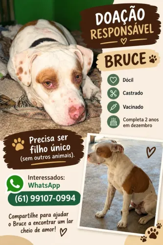 Doação de cachorro 