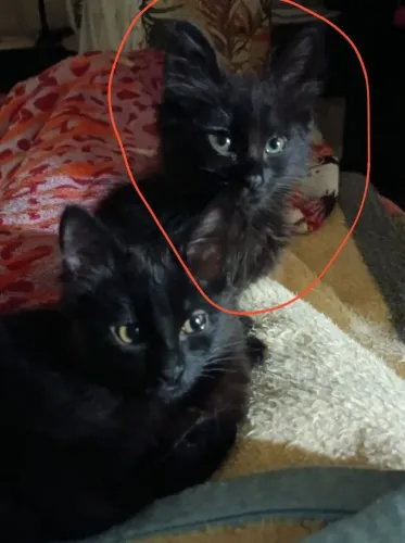 Doa-se gatinho 2 meses
