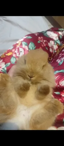 Mini coelhinho