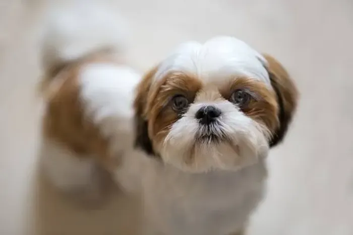Shitzu
