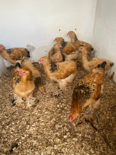Galinhas Brahmas- Aves Ornamentais