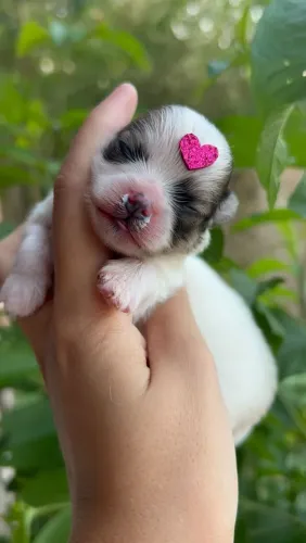 Lulu da Pomerania Anao Femeas e Macho Promocao Mes das crianças