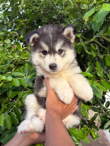 Husky siberiano - com microchip e pedigree