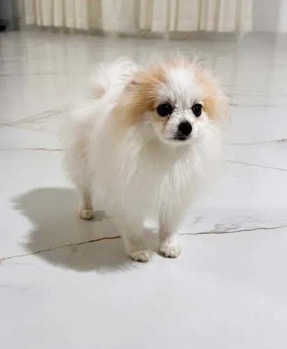 Fêmea branca Lulu da Pomerania