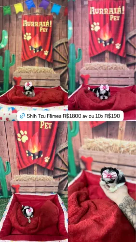 Shih Tzu Fêmea e Macho 