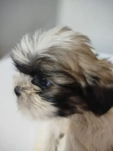 Vendo Filhotes da raça Shih Tzu
