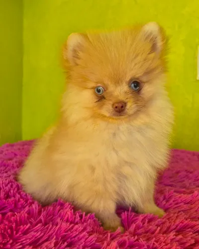 Lulu da pomerânia fêmea e macho 