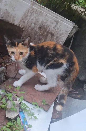 Gatinhos para adoção responsável
