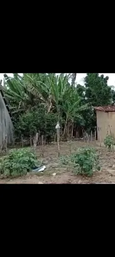 Terreno 