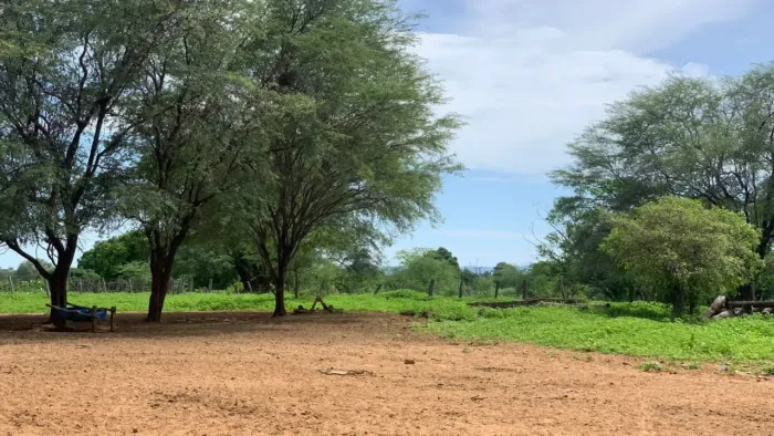 EXCELENTE FAZENDA DE 2.216 HA NA REGIÃO DA JAIBA MG PARA PECUARIA