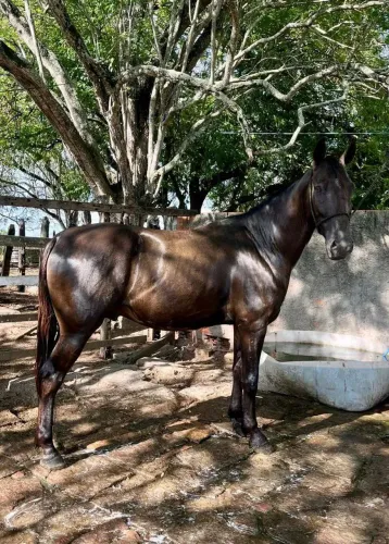 Vendo cavalo bom de pisada ou troco em jet 50cc