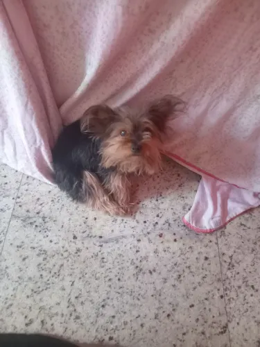 york chaire legítima femea micro 2 anos