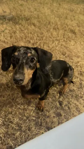 Vendo dachshund arlequim FÊMEA 