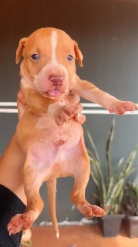 Vendo filhote de cachorro pitbull