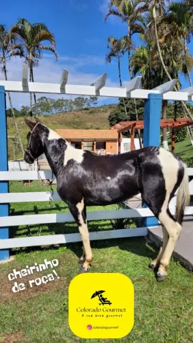 Égua Pampa