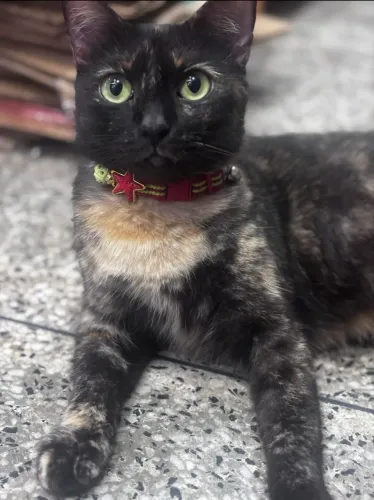 DOAÇÃO DE GATA