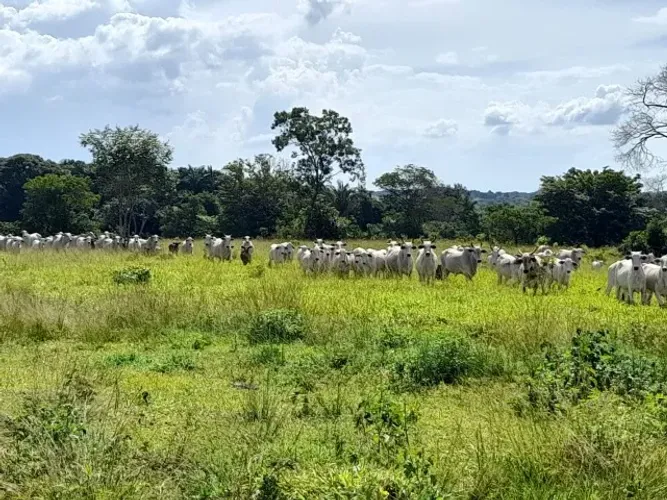 Faz. com preço muito bom, Araguaina/Tocantins, Pega imóveis em Brasília.