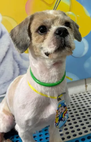 Shih tzu 2 anos