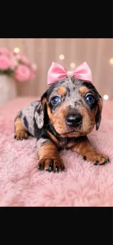 Dachshund! Encante a vida