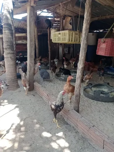 Galinhas e Indio Gigante
