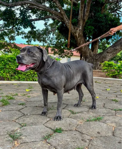 Filhote de Cane Corso macho