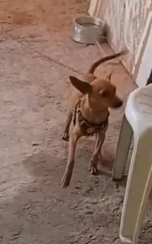 Cãozinho saudável para doação