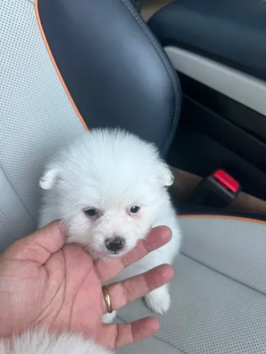Lulu da Pomerânea Anão Filhotes Pronta Entrega. 