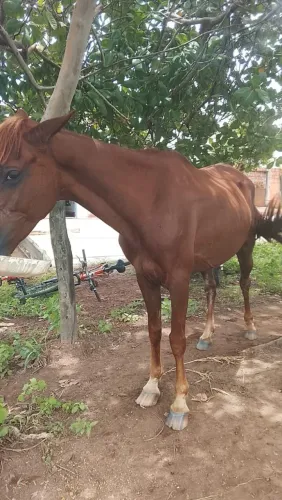 Égua de 8 anos, mansa.