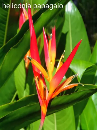 Jardim plantas helicônia papagaio 