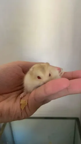 Vendo hamsters anão russo