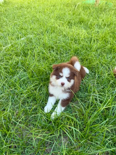 Pomsky F1 ?mini husky? fêmea porte pequeno