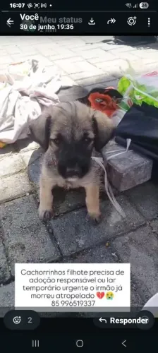 Lindo cachorrinho pra adoção