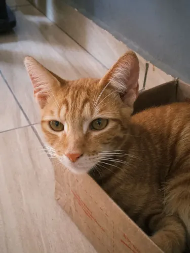 Gatinho