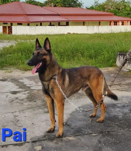 Vendo filhotes de cão Pastor Belga Malinoá, cães puros descendentes de campeão.
