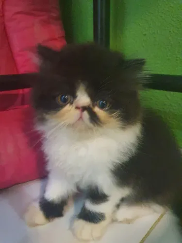 Vendo gatinhos Persa