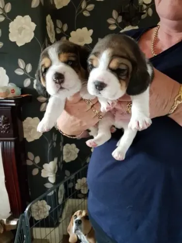 Beagle miniatura- Filhotes com Origem Comprovada e Atendimento Diferenciado