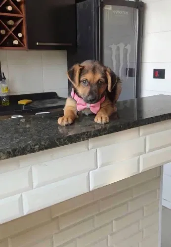 Cachorrinha doação