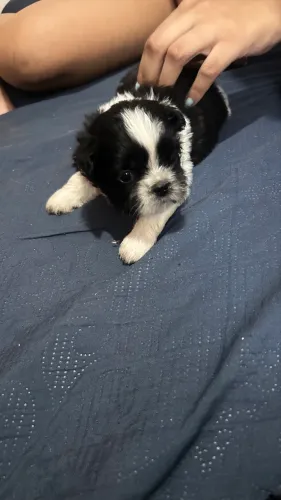 Cachorro 